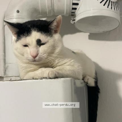 Photo de chat perdu à Vitry Sur Seine