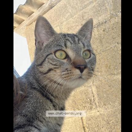 Photo 1/1 Eli Chat perdu à Athis val de rouvre