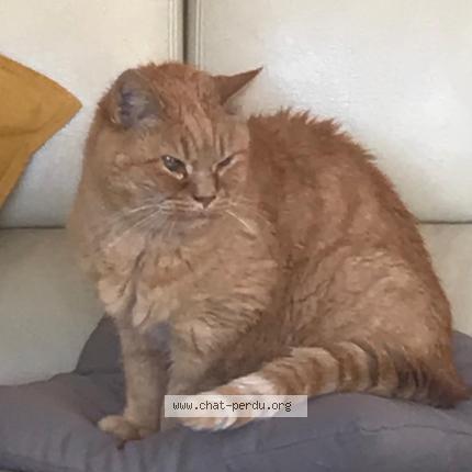 Photo 1/1 Chat retrouvé Perdu à Saint Quentin La Poterie