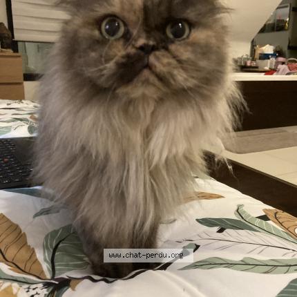 Photo de chat perdu à Saint Ave