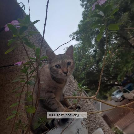 Photo 1/1 Xiao Chat perdu à Chennai