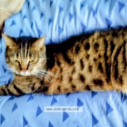 Photo 1/1 Nikita Chat perdu à La touche