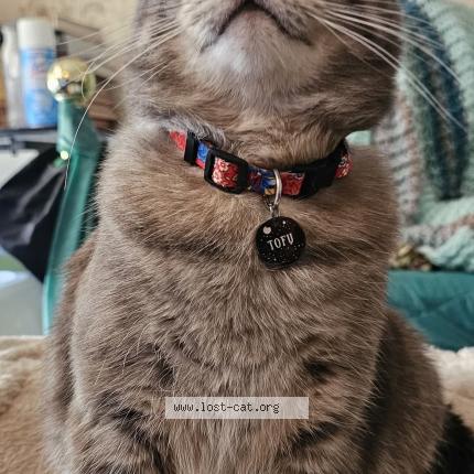 Photo 1/1 Tofu Chat perdu à Thunder bay