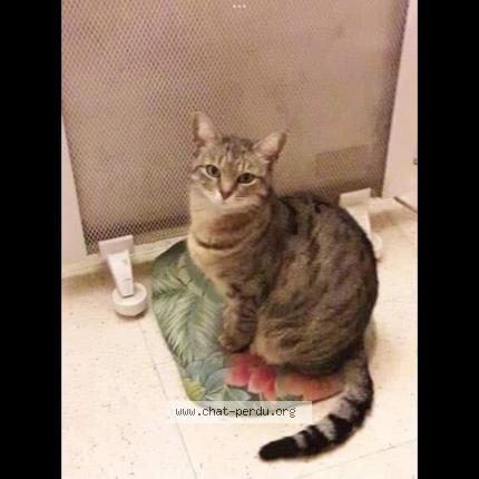 Photo 1/1 Chat retrouvé Perdu à Beziers