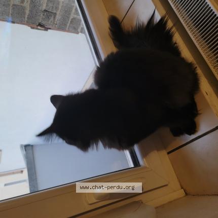 Photo de chat perdu à Einville Au Jard