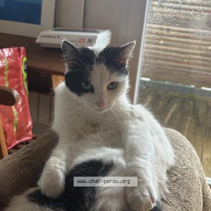 Photo 1/1 Chat retrouvé Perdu à Merignac