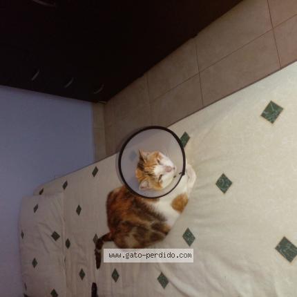 Photo 1/1 Chat trouvé Trouvé à Panama