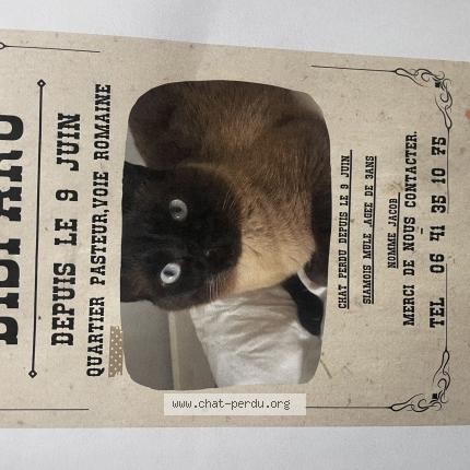 Photo 1/1 Jacob Chat perdu à Nice
