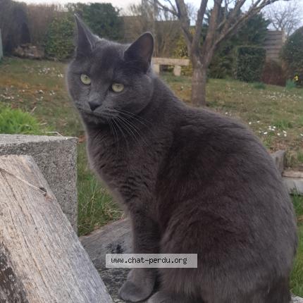 Photo 1/1 Chat retrouvé Perdu à Jaux