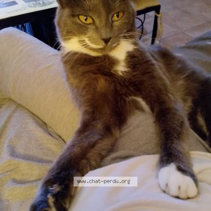 Photo 1/1 Lylie Chat perdu à Champdeniers champeaux