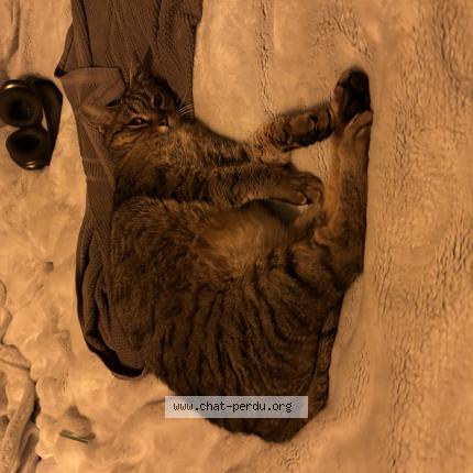 Photo 1/1 Napo Chat perdu à Rillieux la pape