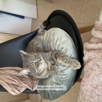 Photo de chat perdu à Buceels