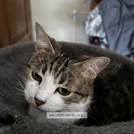Photo de chat perdu à Colmar
