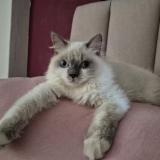 Photo de chat perdu à Singapore