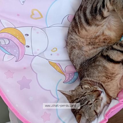 Photo 1/1 Selfie Chat perdu à Anse