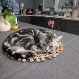 Photo de chat perdu à Rambouillet