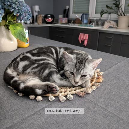 Photo 1/2 Chat retrouvé Perdu à Rambouillet