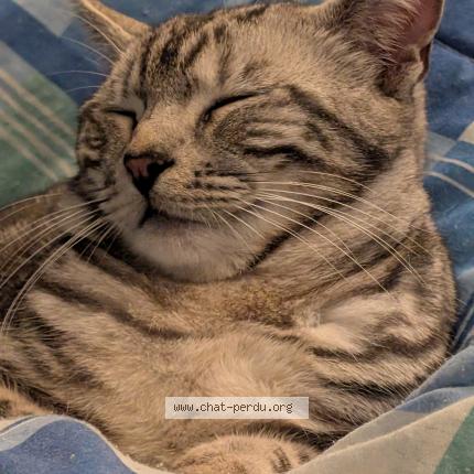 Photo 2/2 Chat retrouvé Perdu à Rambouillet
