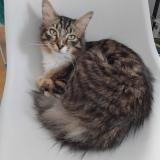 Photo de chat perdu à Caudry