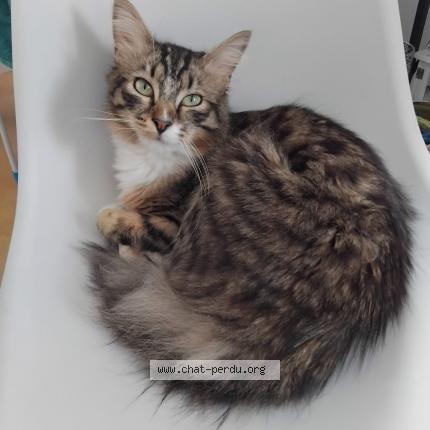 Photo 1/1 Joey Chat perdu à Caudry