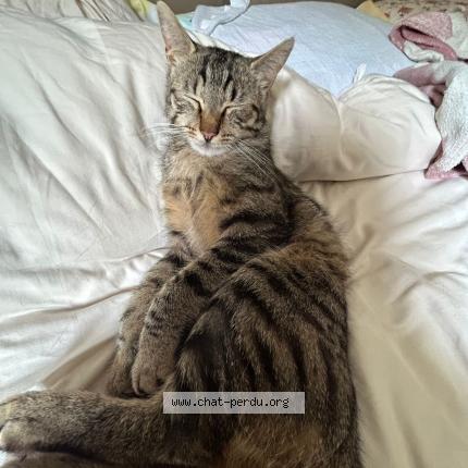 Photo 1/1 Mystère Chat perdu à Boissy le cutte