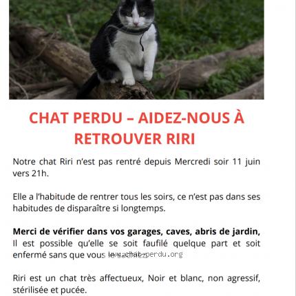 Photo 1/1 Riri Chat perdu à Bessay sur allier