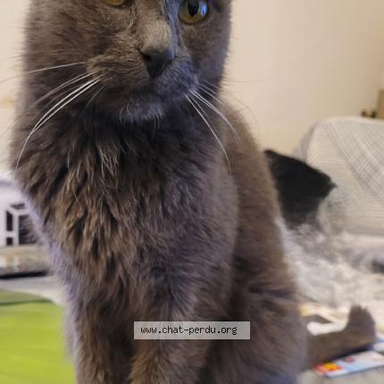 Photo de chat perdu à Jarny
