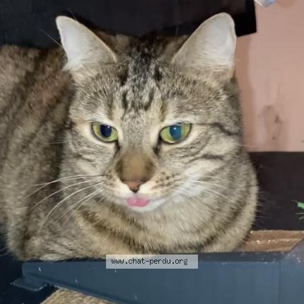 Photo 1/1 Ruby Chat perdu à Breteuil sur iton