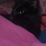 Photo de chat perdu à Billinghurst