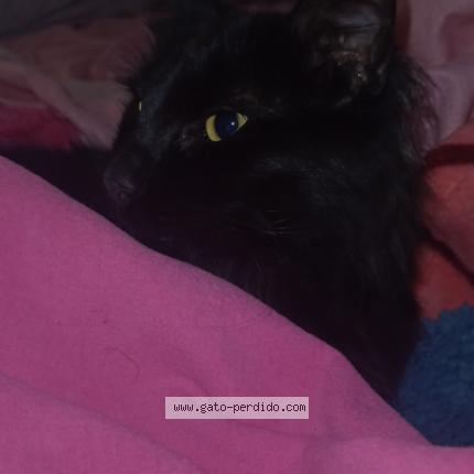 Photo 1/1 Javi Chat perdu à Billinghurst