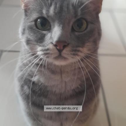 Photo de chat perdu à Bouzonville