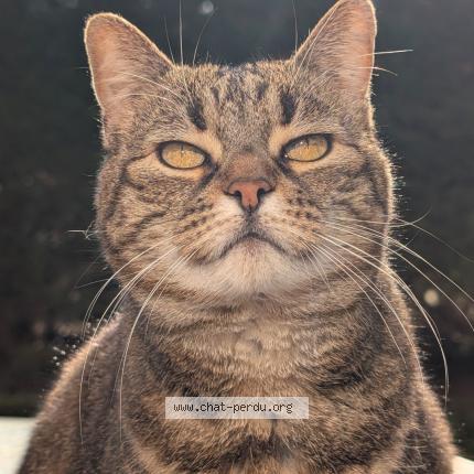 Photo 1/1 Brooklyn Chat perdu à Andresy