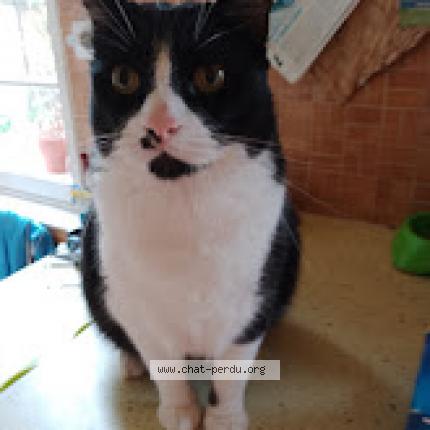Photo de chat perdu à Evreux