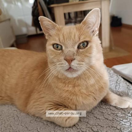 Photo 1/1 Sky Chat perdu à Hallennes lez haubourdin