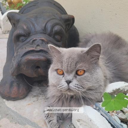 Photo de chat perdu à Sotteville Les Rouen