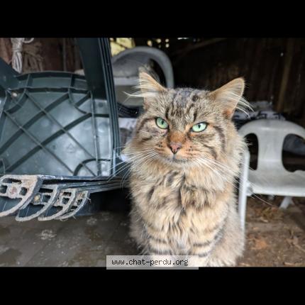 Photo 1/1 Malé Chat perdu à Limoges