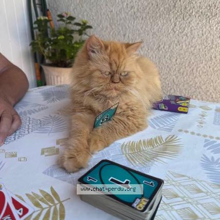 Photo 1/1 Chat retrouvé Perdu à Vendres