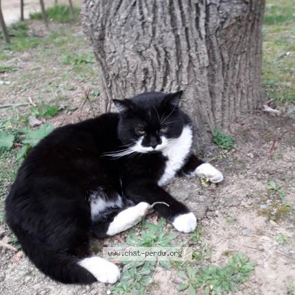 Photo de chat perdu à Matour