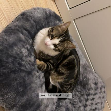 Photo 1/1 vinoush Chat perdu à Bordeaux cauderan