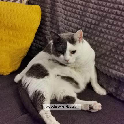 Photo 1/1 Chat retrouvé Perdu à Toulouse