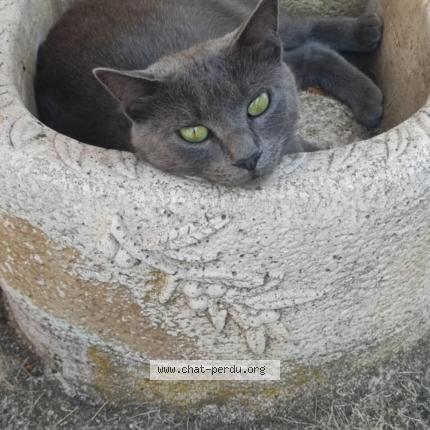 Photo 1/1 Leia Chat perdu à Mauvezin sur gupie