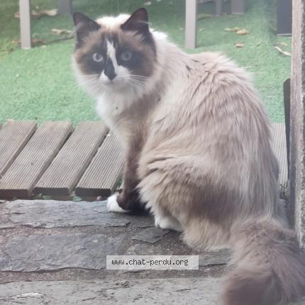Photo 1/1 Chat retrouvé Trouvé à Lanester