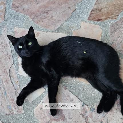 Photo 1/1 Chat retrouvé Perdu à Montreuil