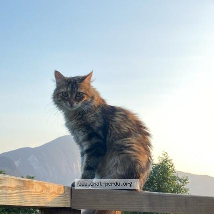Photo 1/1 Chat retrouvé Perdu à Chatillon Sur Cluses