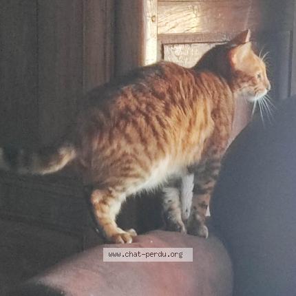 Photo de chat perdu à Castelginest