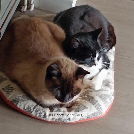 Photo de chat perdu à Merignac 33700