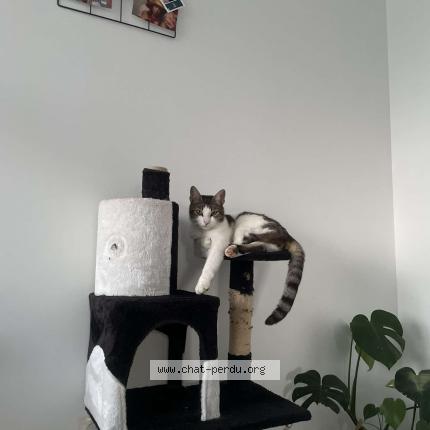 Photo de chat perdu à Eauze