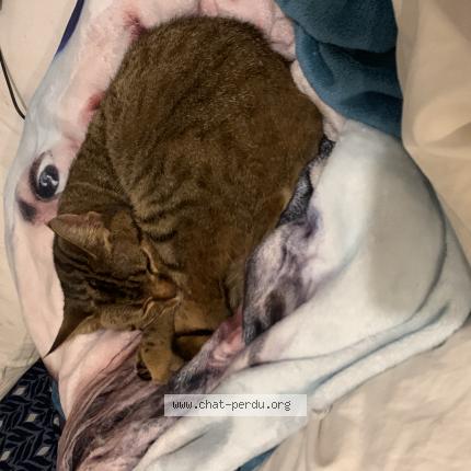 Photo 1/1 Amande Chat perdu à Soultz les bains