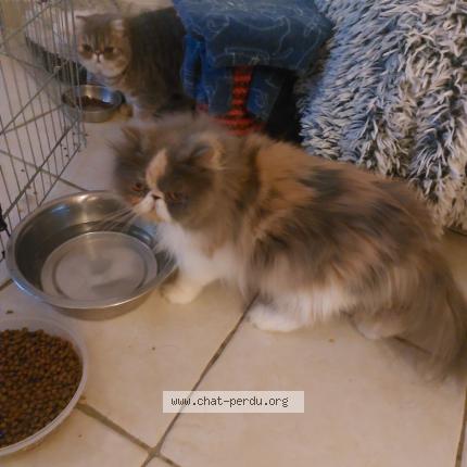 Photo 1/1 SUNSHINE Chat perdu à Cauffry