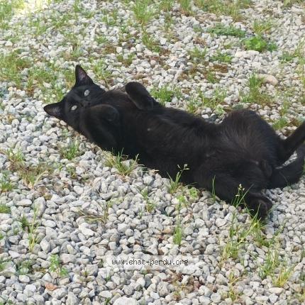 Photo 1/1 Gaborit Chat perdu à Cram chaban